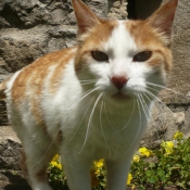 Photo de Chat domestique