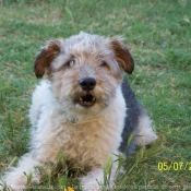 Photo de Fox terrier  poil dur