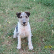 Photo de Fox terrier  poil dur