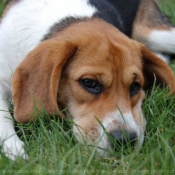 Photo de Beagle