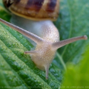 Photo d'Escargot