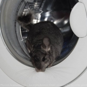 Photo de Chinchilla