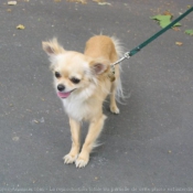 Photo de Chihuahua  poil long