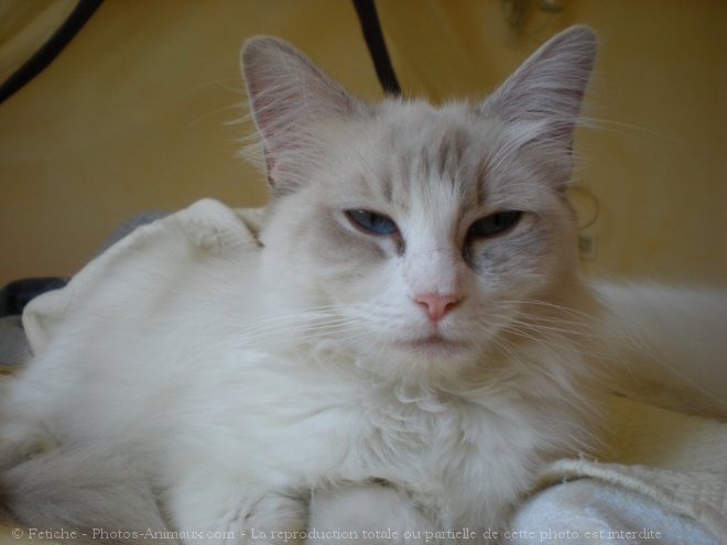 Photo de Ragdoll