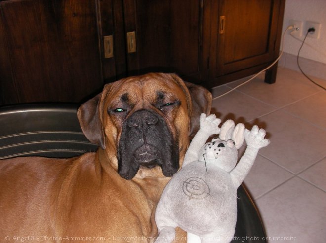 Photo de Boxer