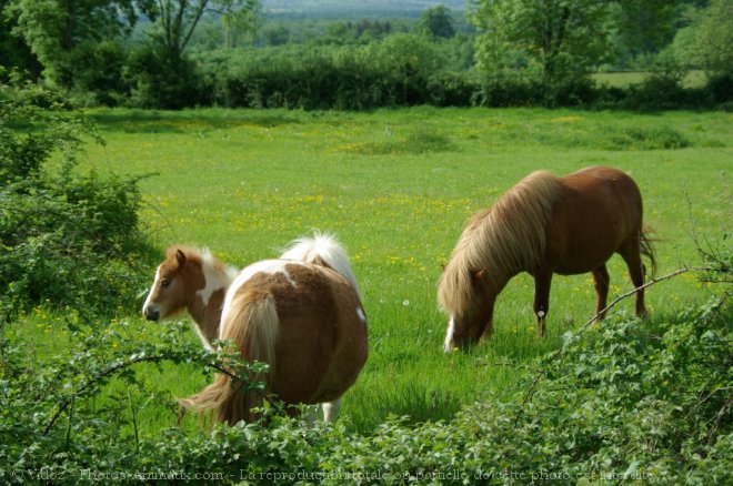 Photo de Poney (toutes races)