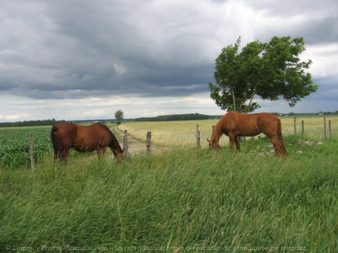 Photo de Races diffrentes