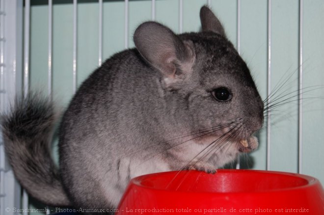 Photo de Chinchilla