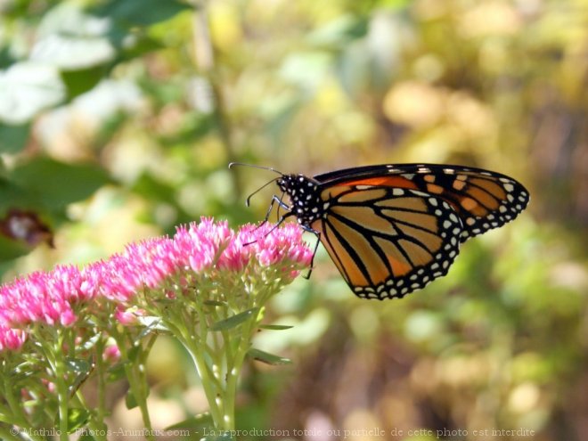 Photo de Papillon