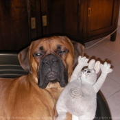 Photo de Boxer