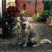 Photo de Husky siberien