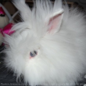 Photo de Lapin