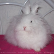 Photo de Lapin