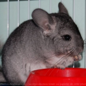 Photo de Chinchilla