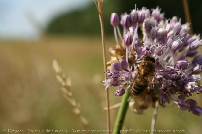 Photo d'Abeille