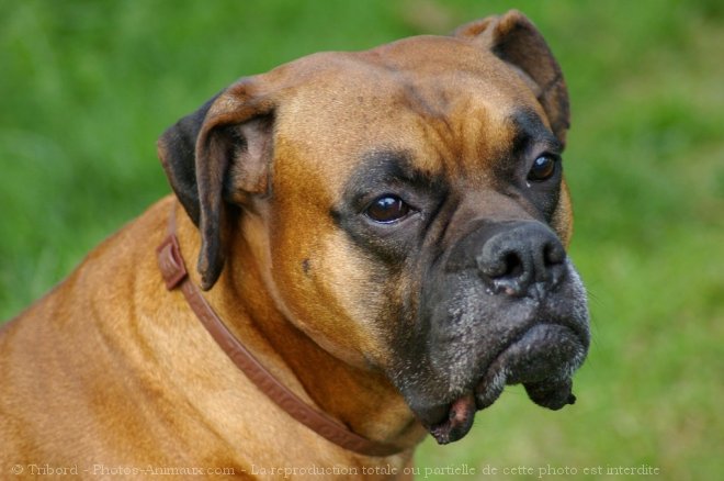 Photo de Boxer