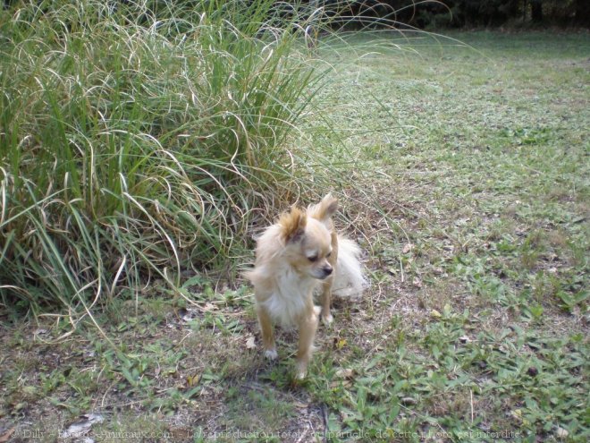 Photo de Chihuahua  poil long