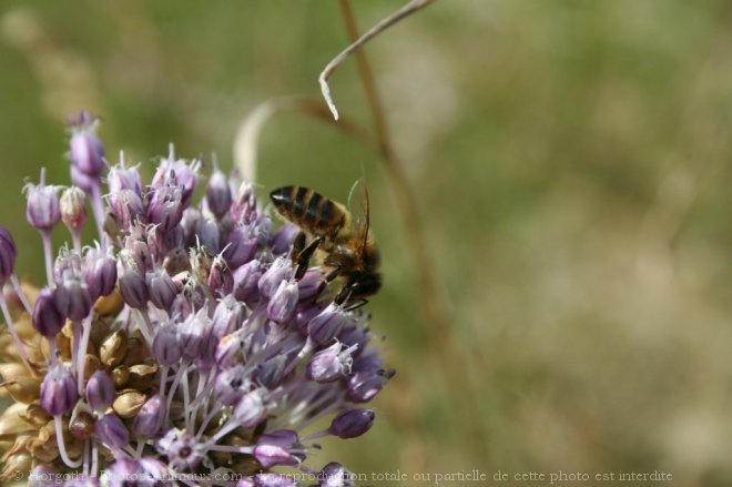 Photo d'Abeille