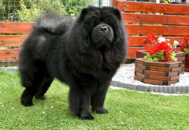 Photo de Chow chow