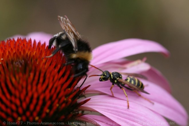 Photo de Bourdon