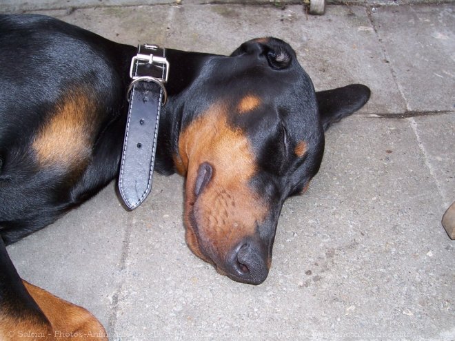 Photo de Dobermann