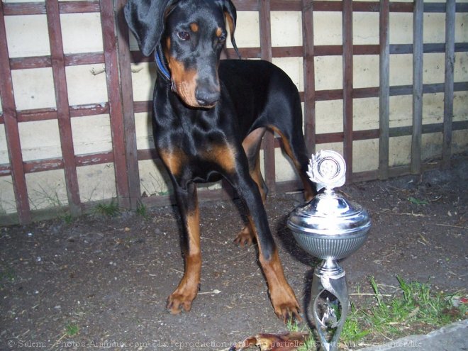 Photo de Dobermann