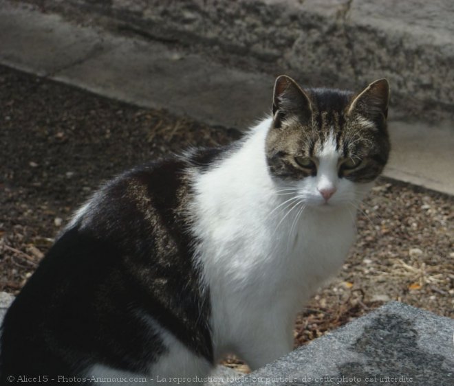 Photo de Chat domestique