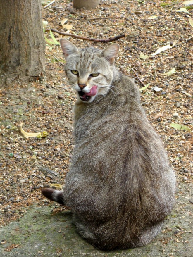 Photo de Chat domestique