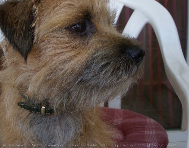 Photo de Border terrier