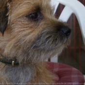 Photo de Border terrier