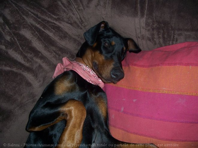 Photo de Dobermann