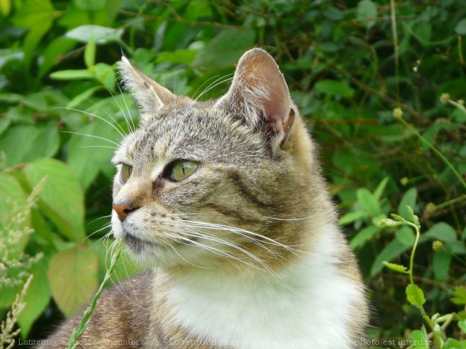 Photo de Chat domestique