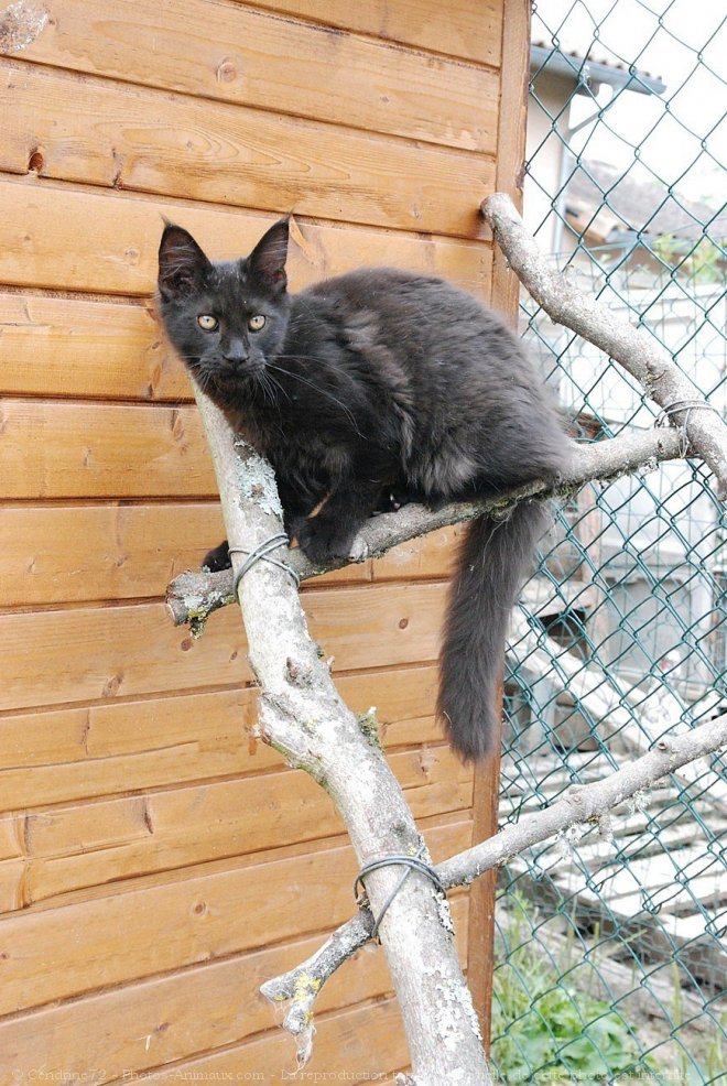 Photo de Maine coon