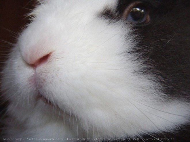 Photo de Lapin