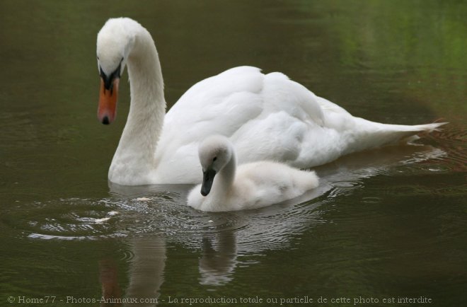 Photo de Cygne