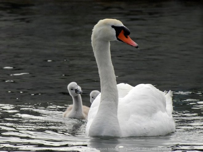 Photo de Cygne