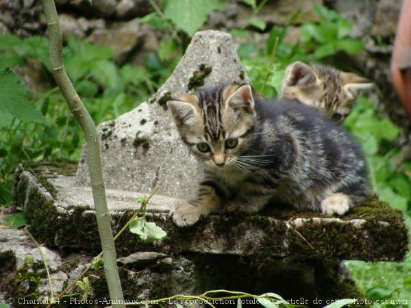 Photo de Chat domestique