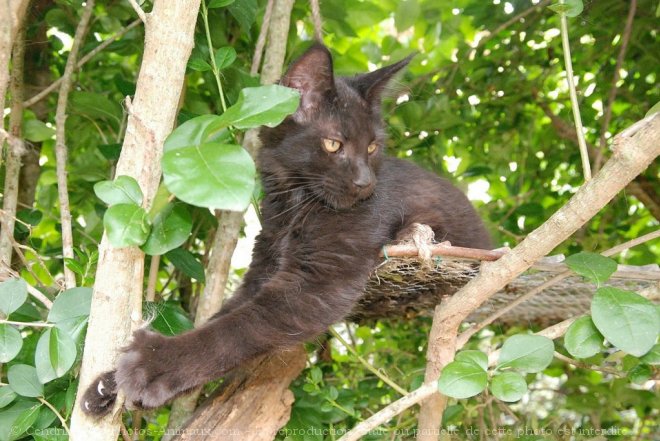 Photo de Maine coon