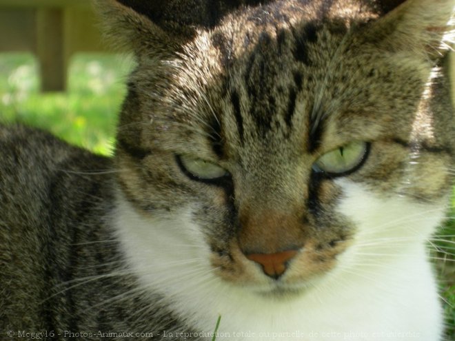 Photo de Chat domestique