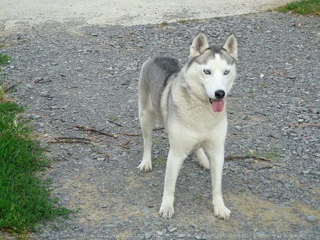 Photo de Husky siberien