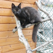 Photo de Maine coon