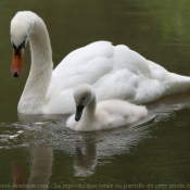 Photo de Cygne