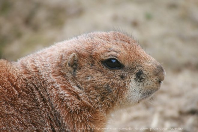 Photo de Chien de prairie