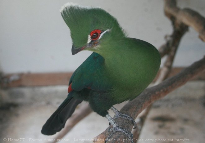 Photo de Touraco vert