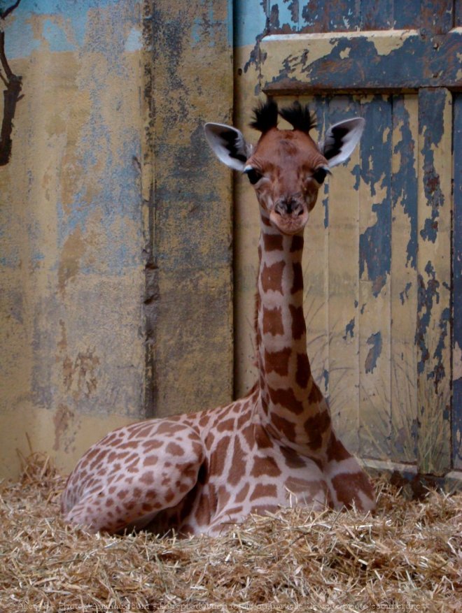 Photo de Girafe