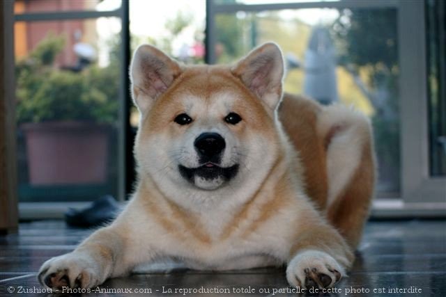 Photo d'Akita inu