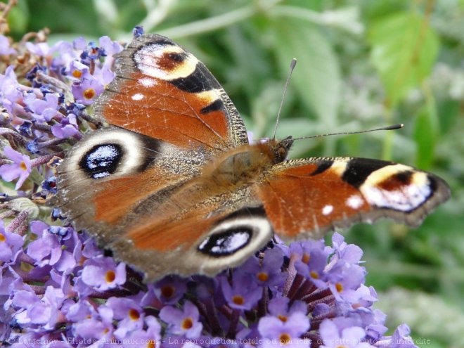 Photo de Papillon - paon du jour