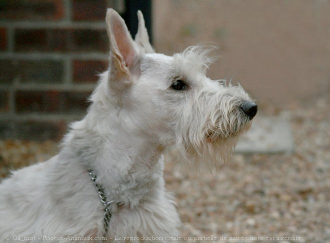 Photo de Scottish terrier