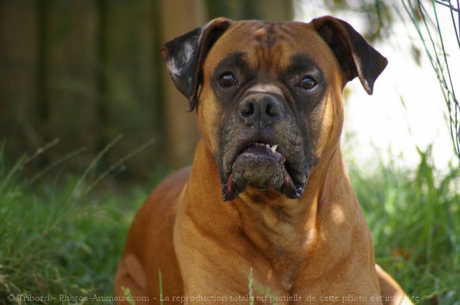 Photo de Boxer