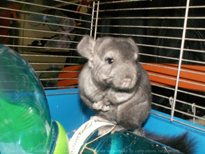 Photo de Chinchilla